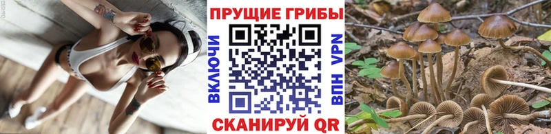 Псилоцибиновые грибы мицелий  Неман 